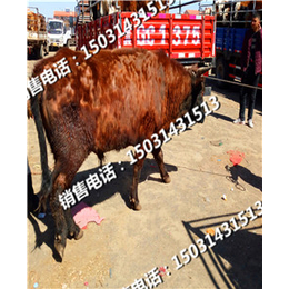 河北肉牛销售市场西门塔尔牛的中国化