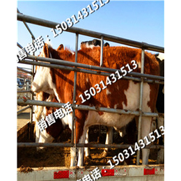 河北肉牛销售市场西门塔尔牛的繁殖