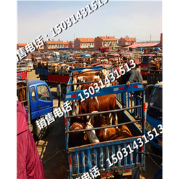 河北肉牛销售市场西门塔尔肉牛犊价格