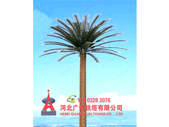 6沙滩型椰子树.jpg
