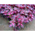 盆栽花卉(图),花卉厂家,丰林宿根花卉缩略图1