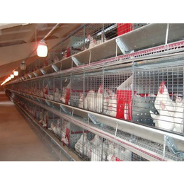 蛋鸡鸡笼,牧辰畜牧(在线咨询),养殖蛋鸡鸡笼厂家*