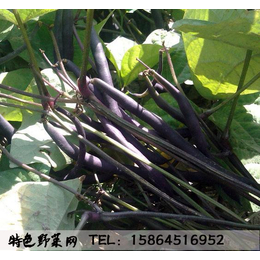紫芸豆种子 爬蔓型四季豆种子 阿根廷进口 黑菜豆 紫豆角