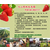 大山生态园草莓大棚暖和,南阳草莓园,南阳草莓园草莓苗缩略图1