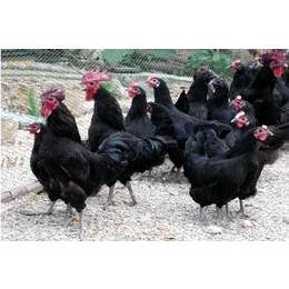 湖北津门长期*各种鸡苗 麻羽绿壳蛋鸡 营养价值高 成活率高 