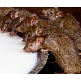 延庆县杀绝老鼠、奥洁利美灭鼠公司、工厂杀绝老鼠方法