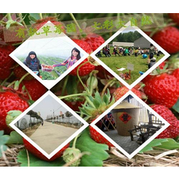南阳草莓园采购_南阳草莓园_大山生态园草莓大棚暖和(多图)