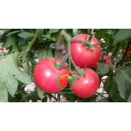番茄苗|安信种苗|长清番茄苗价格