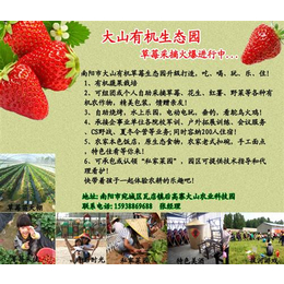 南阳草莓园团购,南阳草莓园,南阳草莓园摘鲜草莓(多图)