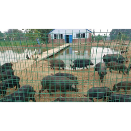 供应河南林州禾泰肉品藏香猪养殖基地