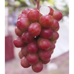 新农果树品种全、葡萄苗多少钱、杭州葡萄苗