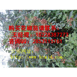  延长嫁接青花椒种植季节花椒苗木管理及主要病虫害防治