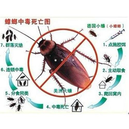 南乐县灭鼠灭蟑螂公司|濮阳清波灭鼠
