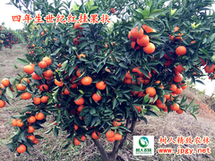 世纪红柑橘11新图.jpg