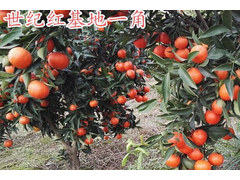 世纪红柑橘96856346_看图王.jpg