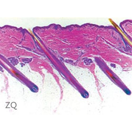 生物切片_求精教学(认证商家)_生物切片生产