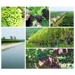 【南阳葡萄】|南阳葡萄哪家比较近|南阳葡萄哪家品种多|紫藤斋葡萄庄园