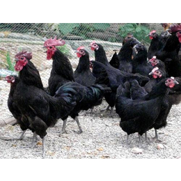 绿壳蛋鸡 五黑鸡 高产黑羽绿壳蛋鸡 纯种的绿壳蛋鸡品种