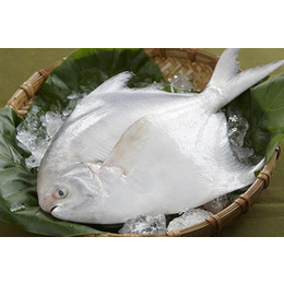 鲳鱼,冷冻鲳鱼价格,万斛食品(多图)