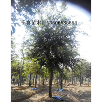 浙江朴树 移栽丛生朴树价格 金华朴树的种植技术