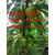 泸溪脆红李子苗系列批发价格良种脆红李子苗品种特性缩略图1