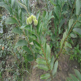 板栗苗种植基地,板栗苗,泰达园艺场