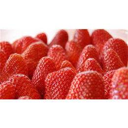 临汾法兰地草莓苗|志达园艺场(在线咨询)|法兰地草莓苗种苗