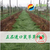 果园土壤流失怎么办丨果园绿肥鼠茅草丨防治土壤流失丨嘉禾源硕 缩略图3