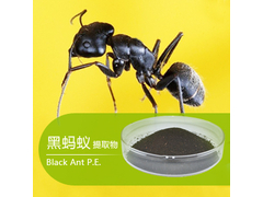黑蚂蚁.jpg
