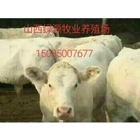 山西肉牛  肉牛价格小牛犊价格