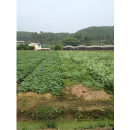 广州蔬菜配送、碧溪餐饮、安全卫生