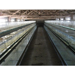 肉鸡笼价格|吉特佳机械厂|阶梯式肉鸡笼