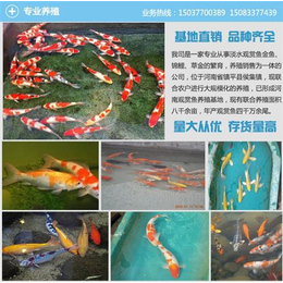 河北观赏鱼行情、河北观赏鱼、汇统观赏鱼位于中国金鱼之乡