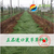 鼠茅草每亩成本丨绿肥作物丨鼠茅草种子丨北京嘉禾源硕			缩略图3