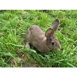 奔月野兔养殖统一技术服务_郴州奔月野兔_盛佳生态养殖