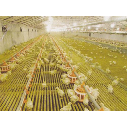煜鑫畜牧,养鸡设备,中国养鸡设备