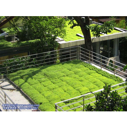 易绿谷节能隔热草 屋顶绿化 屋顶隔热 种植后不需要再维护缩略图