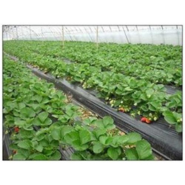 宝鸡法兰地草莓苗,志达园艺场(在线咨询),法兰地草莓苗基地