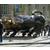 陕西华尔街牛铸铜,华尔街牛铸铜街头雕塑,恒保发铜雕牛(多图)缩略图1