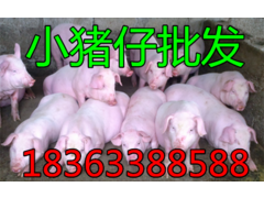 155457781.png.thumb_副本_副本.png