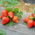 河北红颜草莓苗、泰达园艺场、红颜草莓苗批发缩略图1