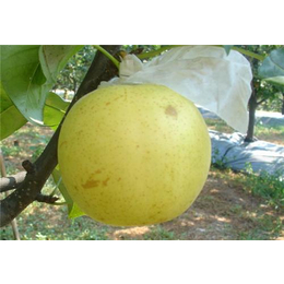 优良梨品种|黄石梨品种|湖北梨品种苗木基地