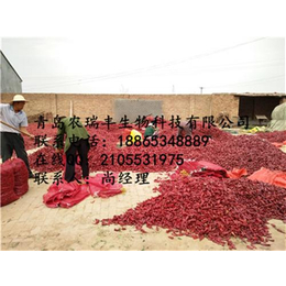 英潮红系列(图)、大红辣椒种子、九江辣椒种子