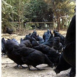 五黑鸡、新民卢屯公社、辽宁五黑鸡繁殖基地