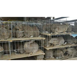 奔月野兔成活率高_汉阳区奔月野兔养殖_盛佳生态养殖缩略图
