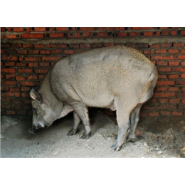 黑猪|新民卢屯公社|锦州黑猪猪心价格