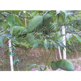 特色水果种植九月黄金蕉种苗