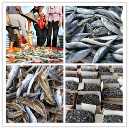 鱼虾烘干机_柯诺节能(在线咨询)_鱼虾烘干机价格