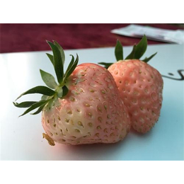 临汾白草莓苗、18366637117、白草莓苗批发