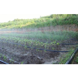 喷灌带|横县喷灌带批发|亿安鑫节水灌溉(多图)